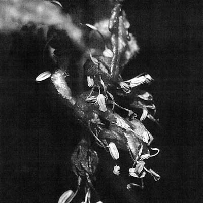 TYPE097LP_CU.jpg